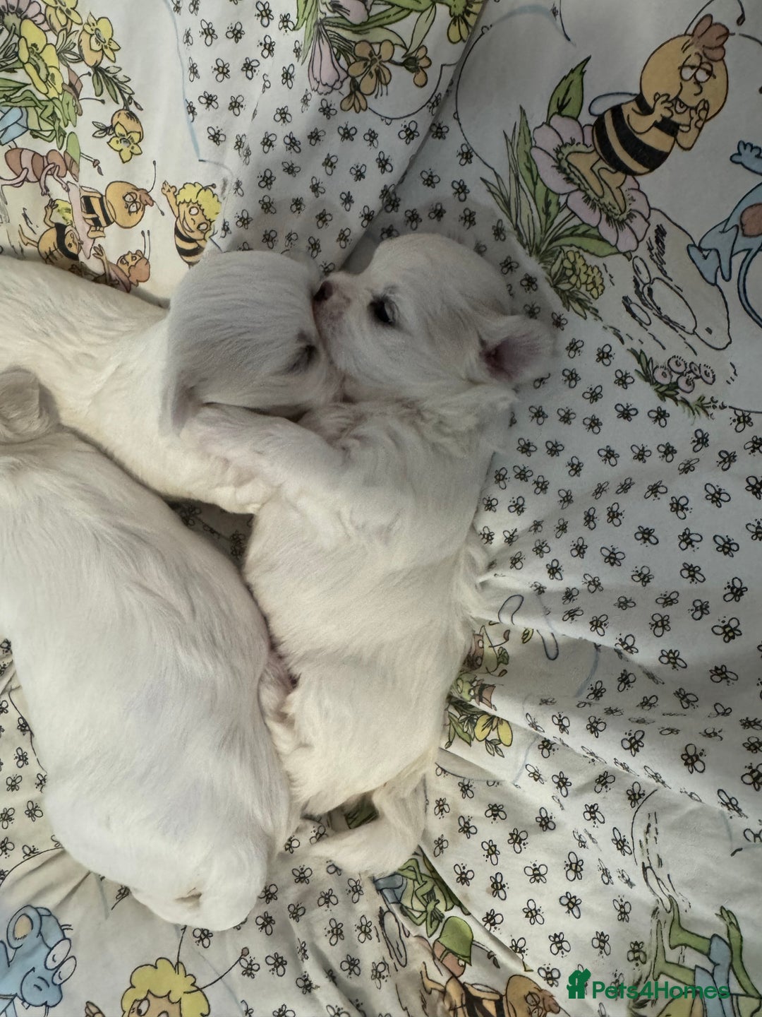 Maltese dogs for sale: Puppy  - Image 7