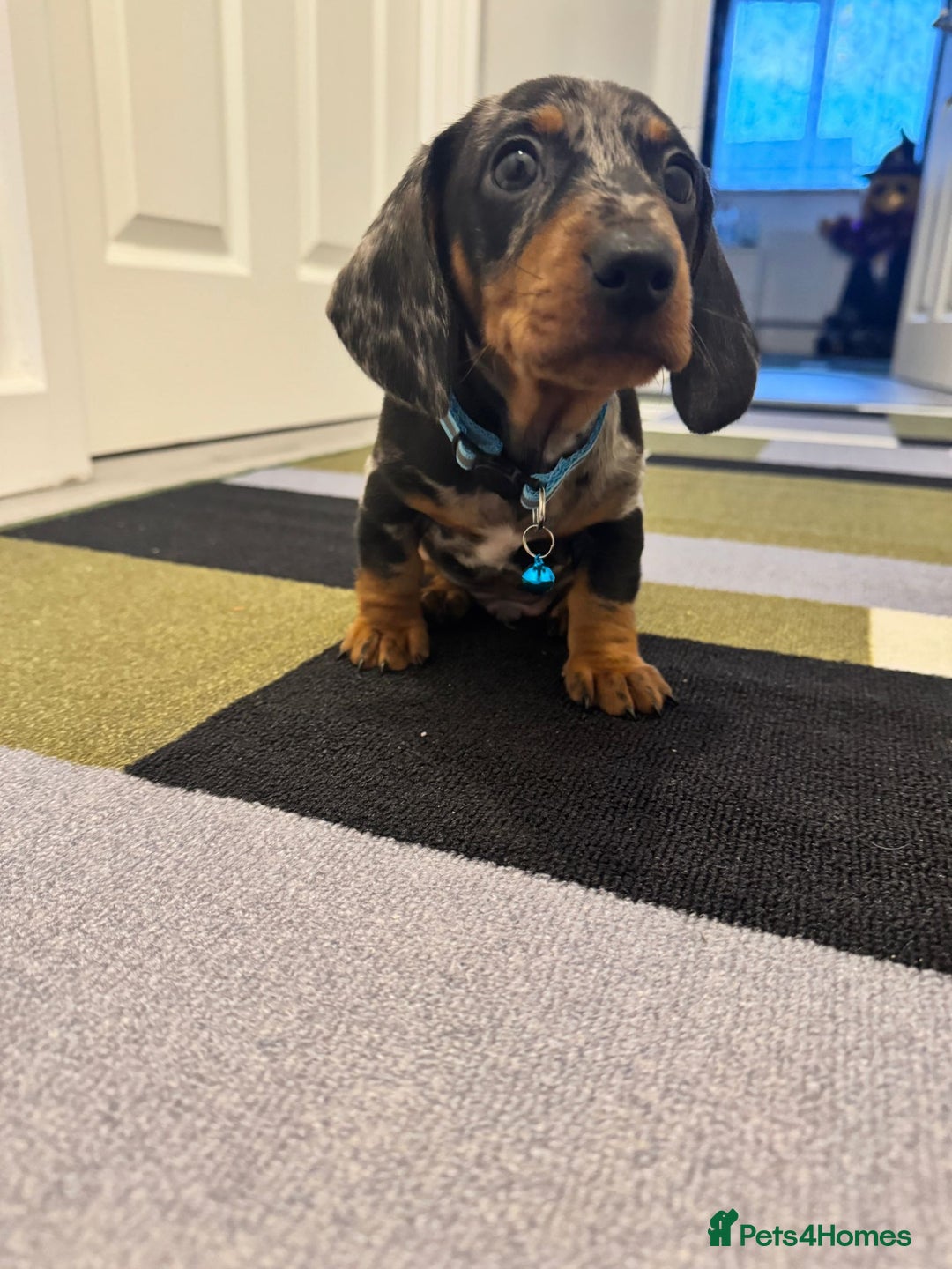 Dachshund dogs for sale: Dachshund female and male puppies  - Image 4