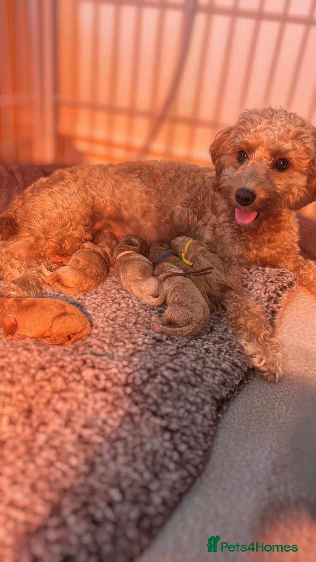 Cavapoochon dogs for sale: Premium Quality Teddy Toy Cavapoochons F1B - Advert 2