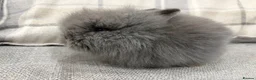 Lionhead rabbits for sale: Double Mane Lion Head Bunnies 🐰 for sale  - Advert 2