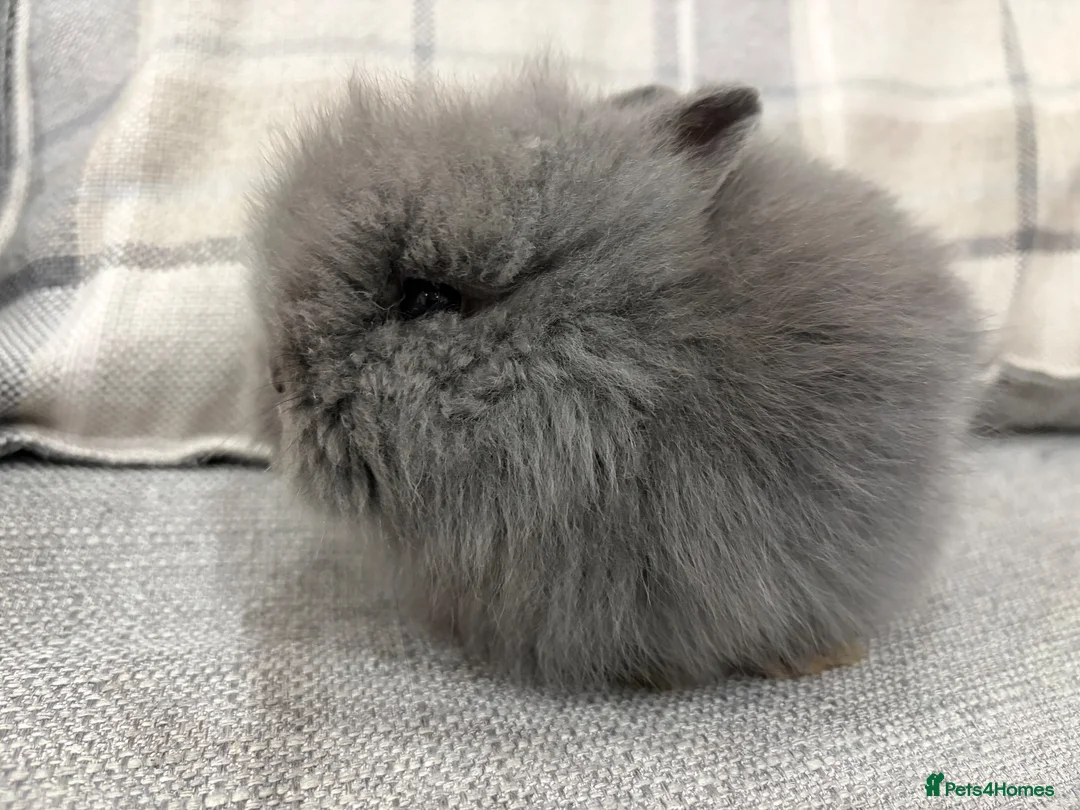 Lionhead rabbits for sale: Double Mane Lion Head Bunnies 🐰 for sale  - Advert 2