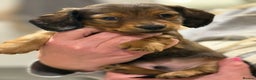 Miniature Dachshund dogs for sale:  Long haired miniature dachshund litter  - Advert 4