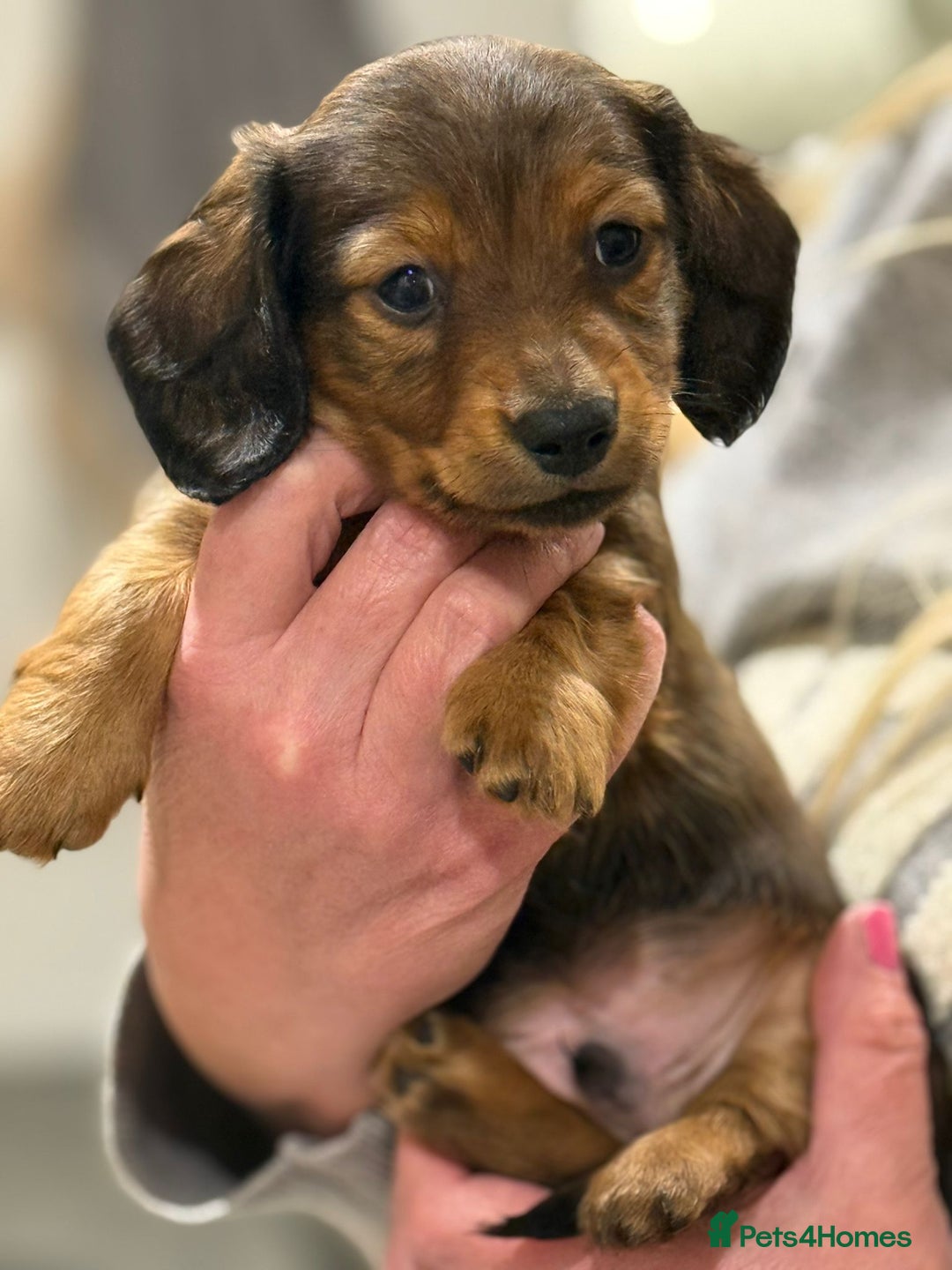 Miniature Dachshund dogs for sale:  Long haired miniature dachshund litter  - Advert 4