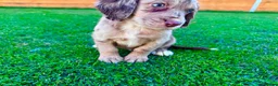 Cockapoo dogs for sale: Cockapoo Babies 🐾🐾🐾 - Advert 9
