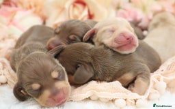 Miniature Dachshund dogs for sale: KC Miniature Dachshund Puppies - Image 6