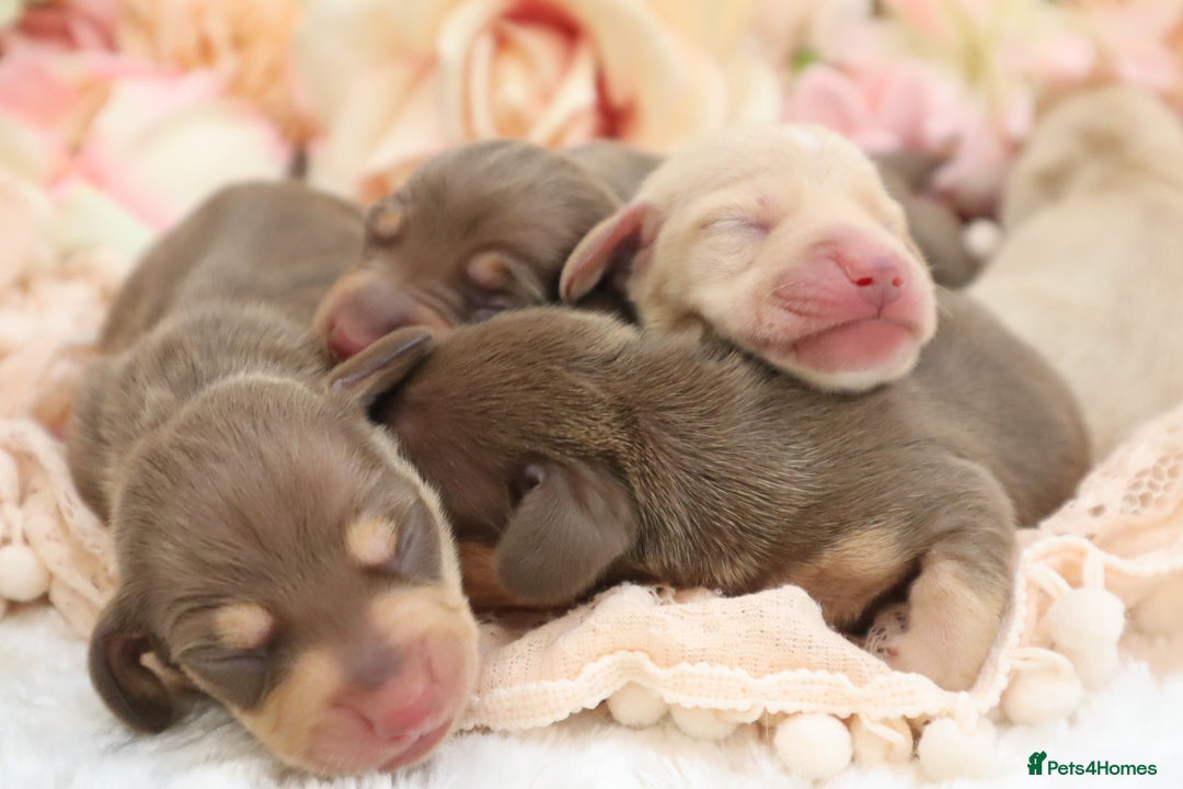 Miniature Dachshund dogs for sale: KC Miniature Dachshund Puppies - Image 6