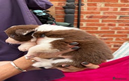 Border Collie dogs for sale: 6.5 weeks old collie puppies for sale  - Image 8