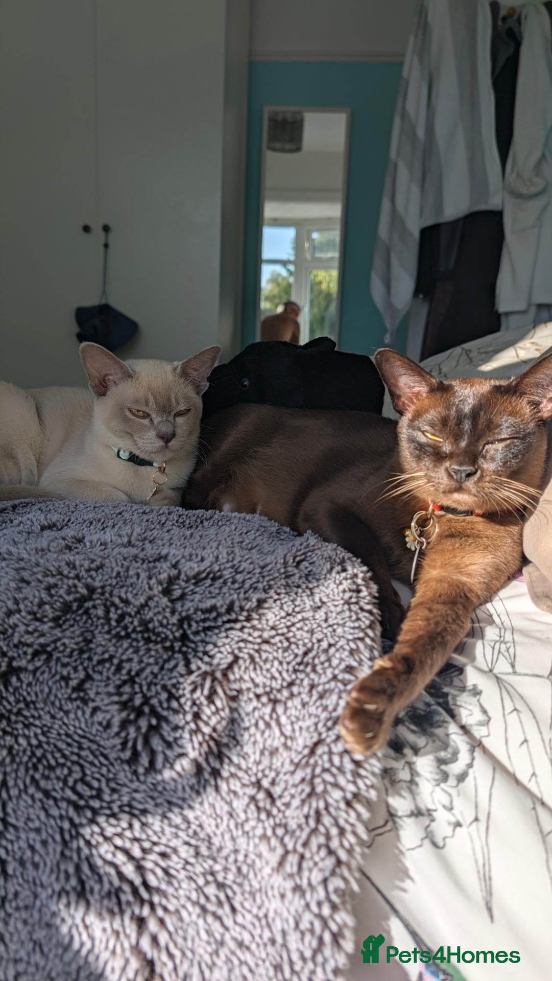 Burmese cats 2 beautiful girls wanting their forever homes - Advert 2