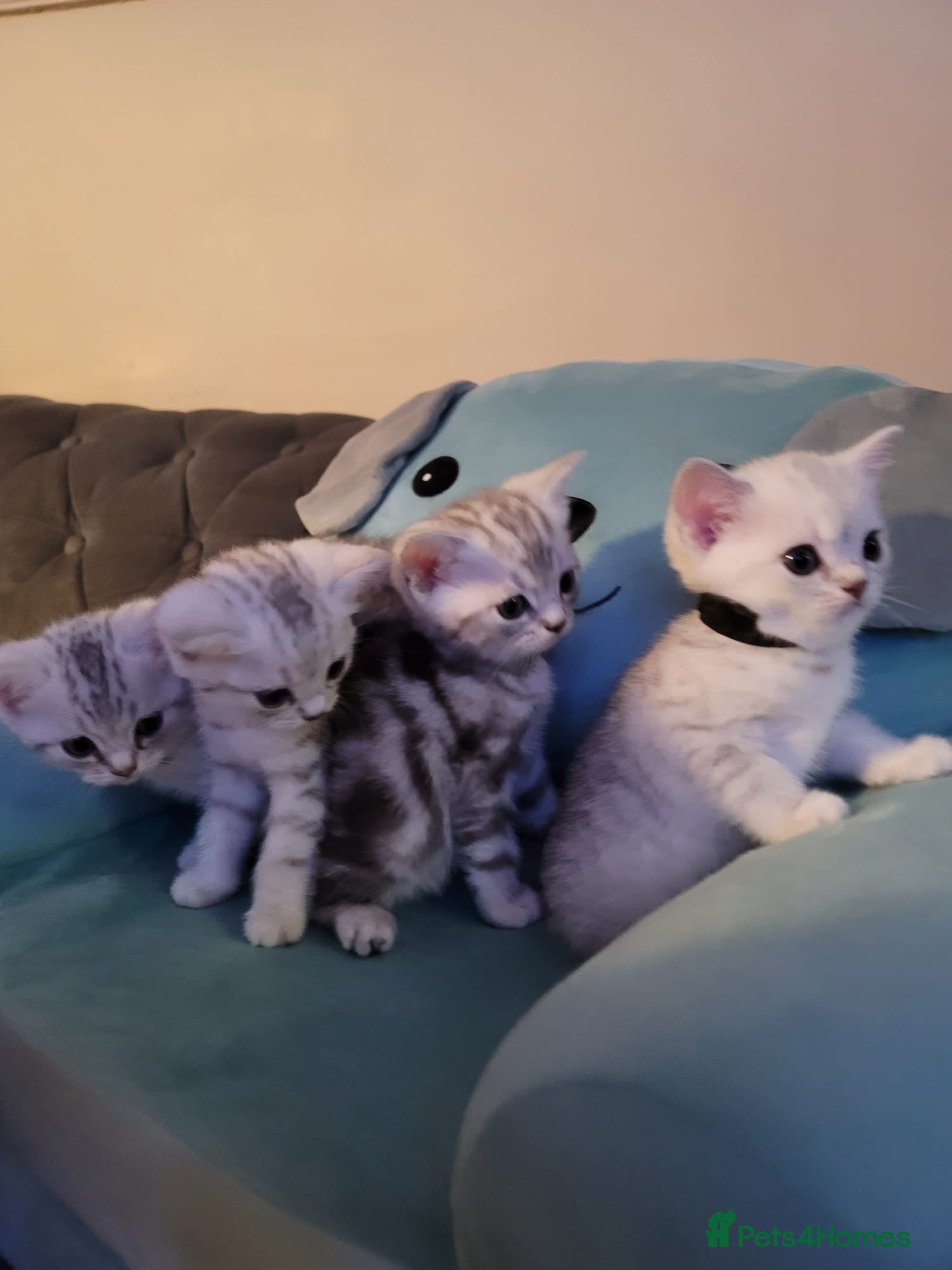 British Shorthair cats Beautiful kittens – 2 Boys & 2 Girls Ready Now  - Advert 1