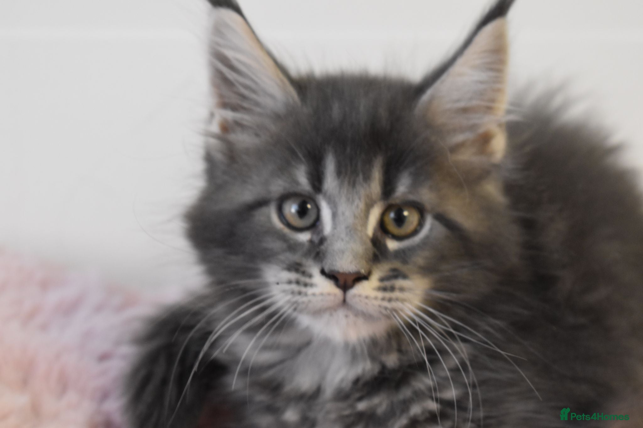 Maine Coon cats Amazing TICA registered kittens - Advert 16