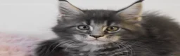 Maine Coon cats for sale: Amazing TICA registered kittens - Advert 3