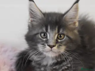 Maine Coon cats Amazing TICA registered kittens - Advert 16