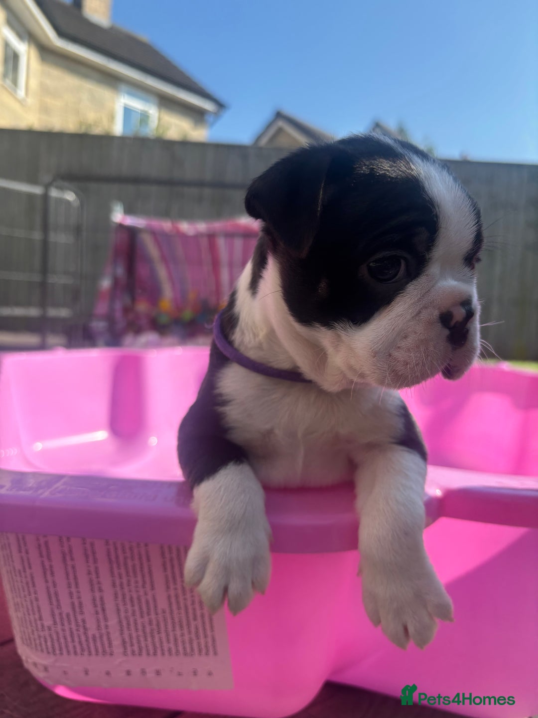 Boston Terrier dogs for sale: One stunning girl left !!! Ready to leave now !  - Image 17