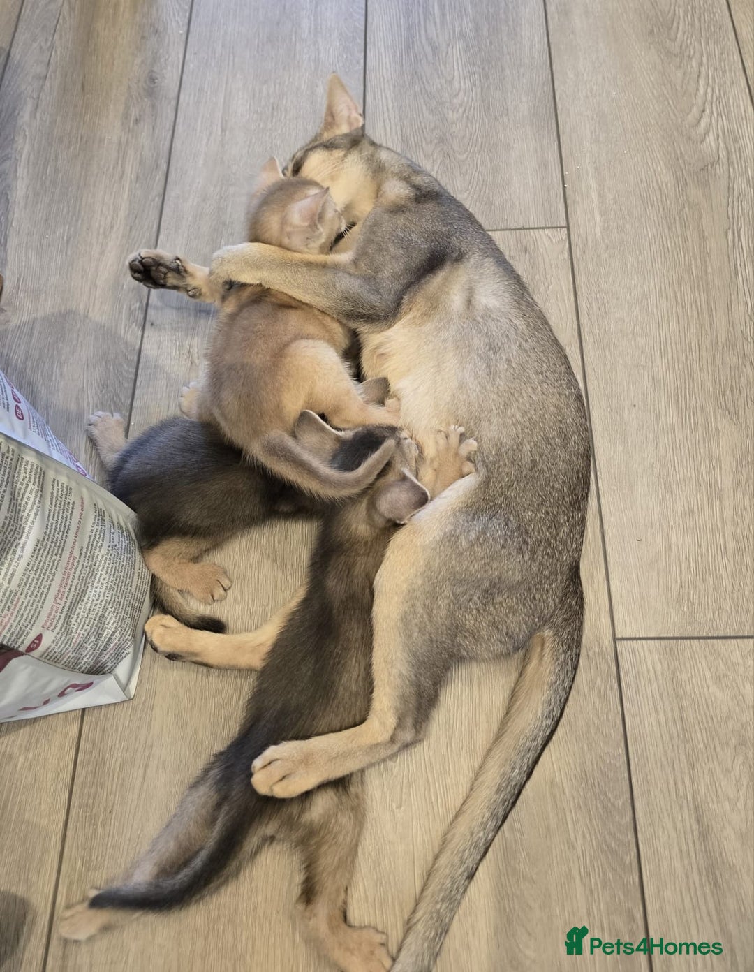 Abyssinian cats for sale: Fawn silver girl, blue boy - Advert 5