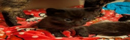 Mixed Breed cats for sale: 3 Male Kittens - Advert 3