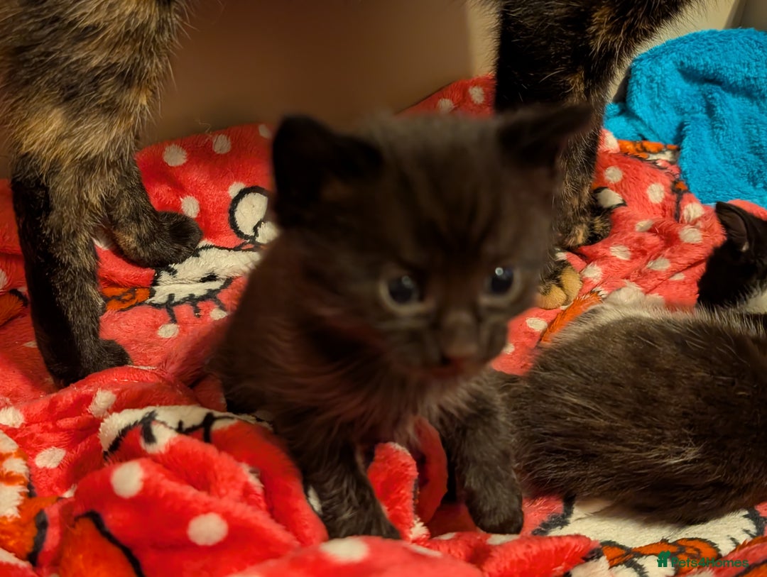 Mixed Breed cats for sale: 3 Male Kittens - Advert 3