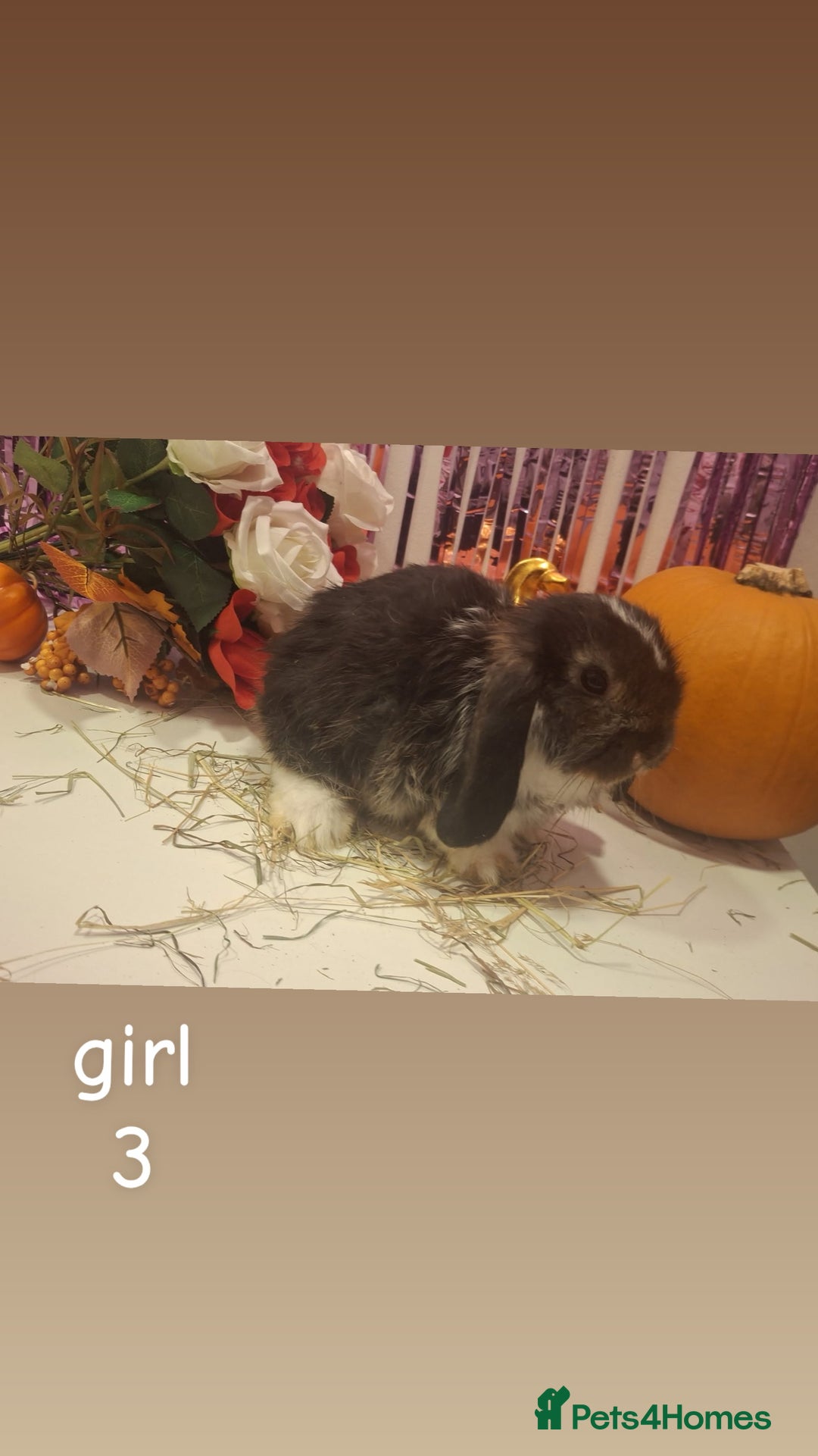 Mini Lop rabbits for sale: 6 beautiful mini lops, 3 girls 3 boys - Advert 3