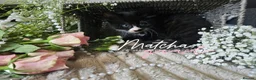 Mixed Breed cats for sale: Beautiful Kittens Looking for Loving Forever Homes - Advert 4