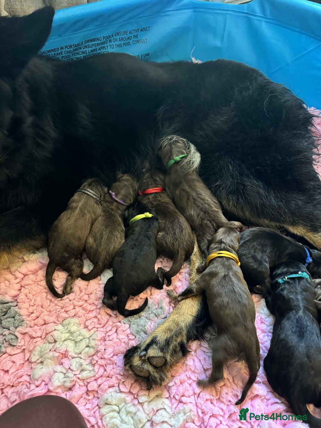 German Shepherd dogs for sale: Beautiful straight back German Shepherds  - Image 2