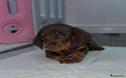 Miniature Dachshund dogs for sale: Miniature dachshund boy - Image 5