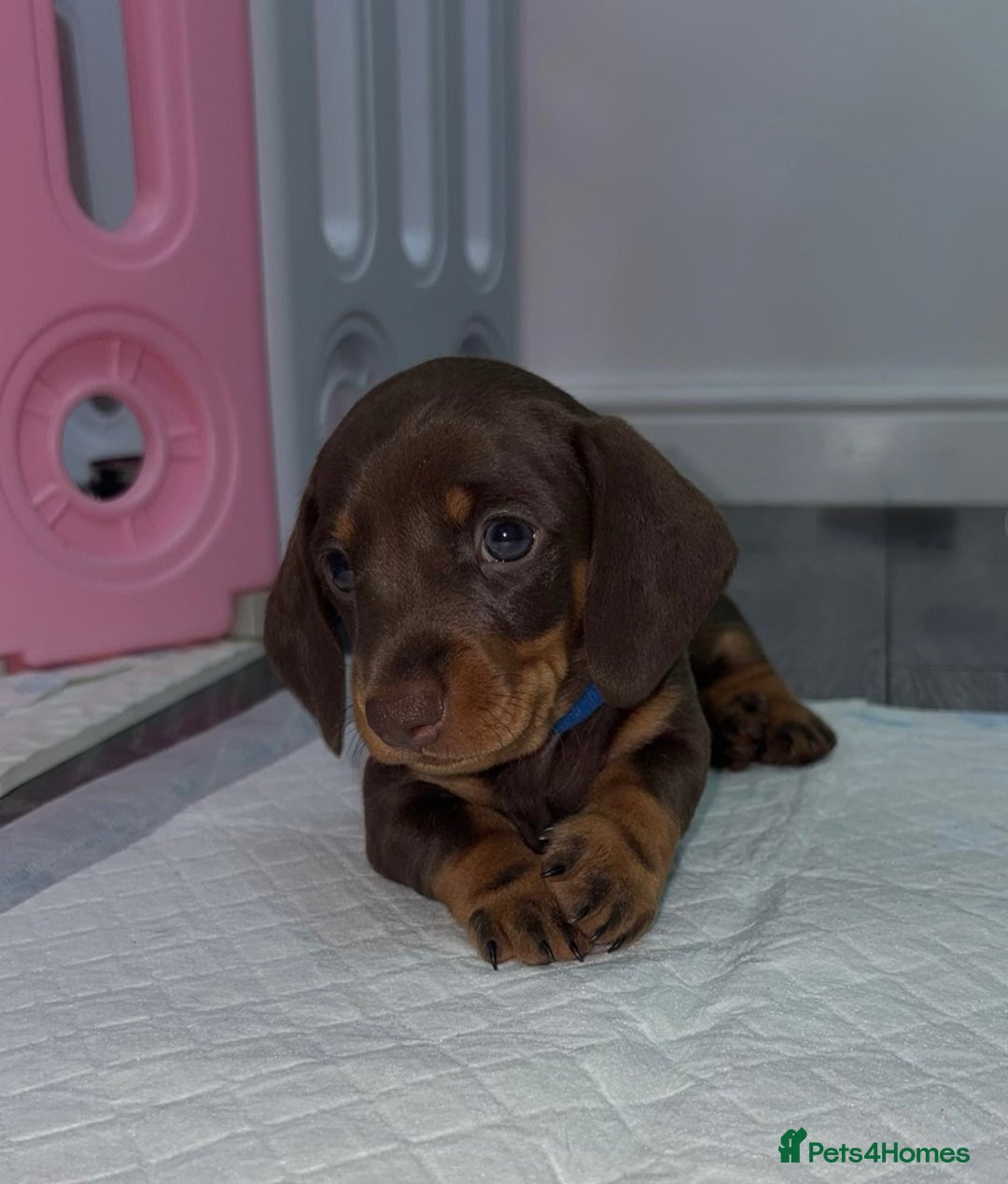 Miniature Dachshund dogs for sale: Miniature dachshund boy - Image 5