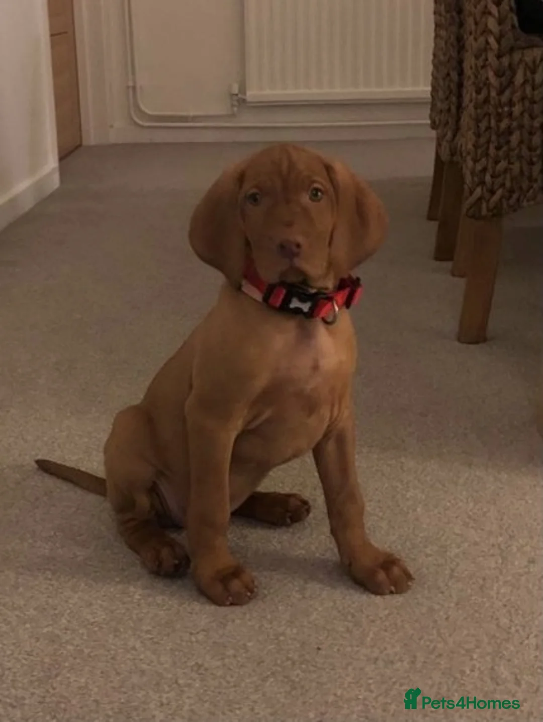 Hungarian Vizsla dogs for stud: Hungarian Vizsla for stud! in Llantwit Major - Advert 28