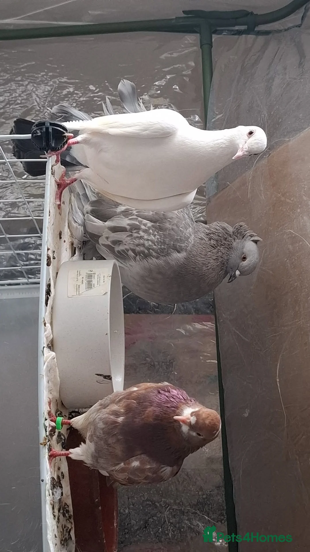 Pigeons birds for sale: Bonded pigeons  - Advert 1