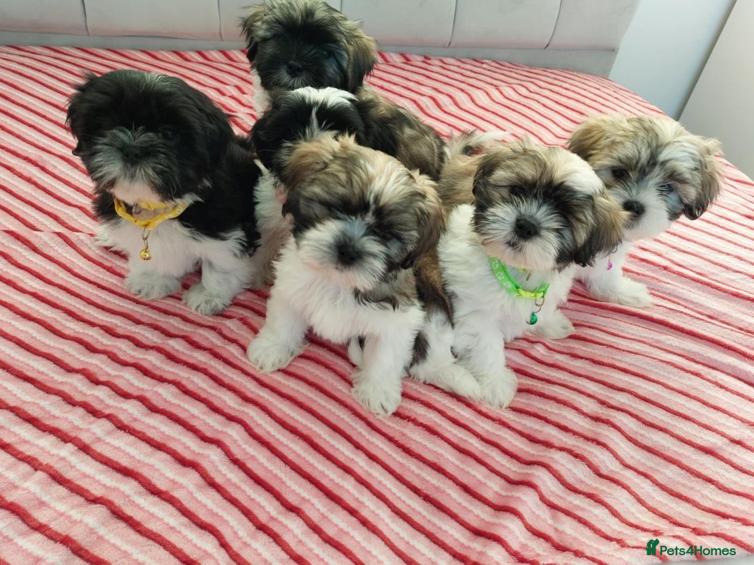 Shih Tzu dogs for sale: 🩷 Beautiful Shitzu Puppies 🩷 - Image 5
