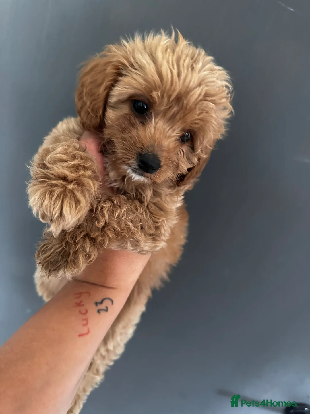 Cavapoo dogs for sale: Amazing F1B Cavapoos  - Advert 2