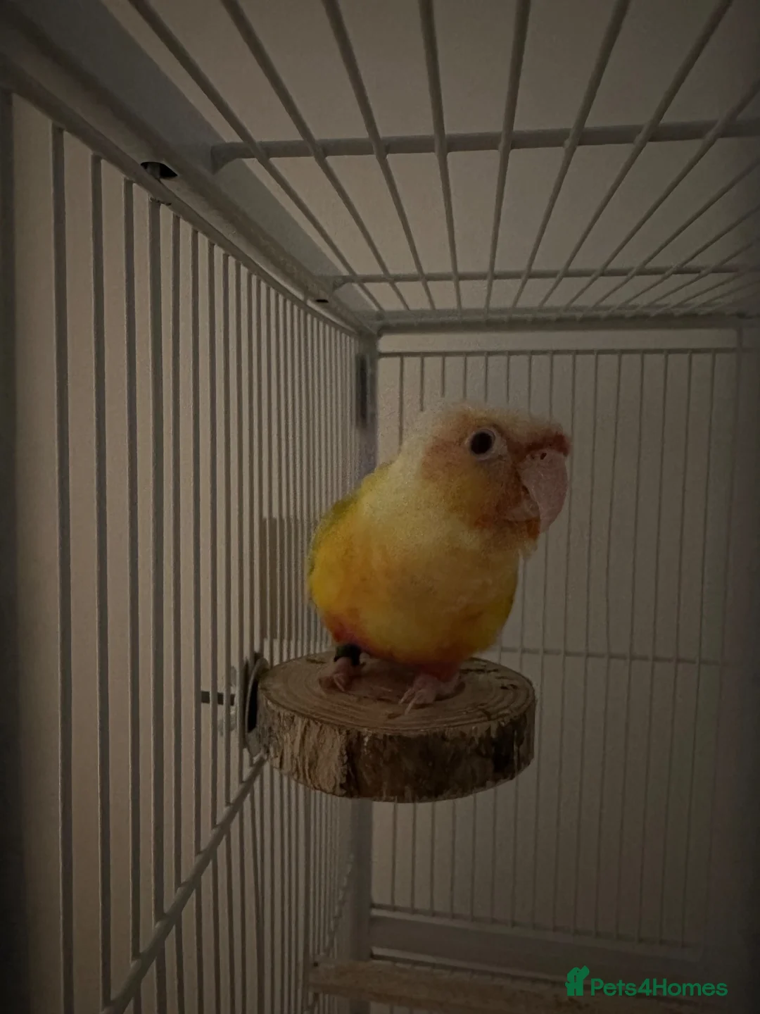 Conures birds for sale: Suncheek Conure Female - Advert 2