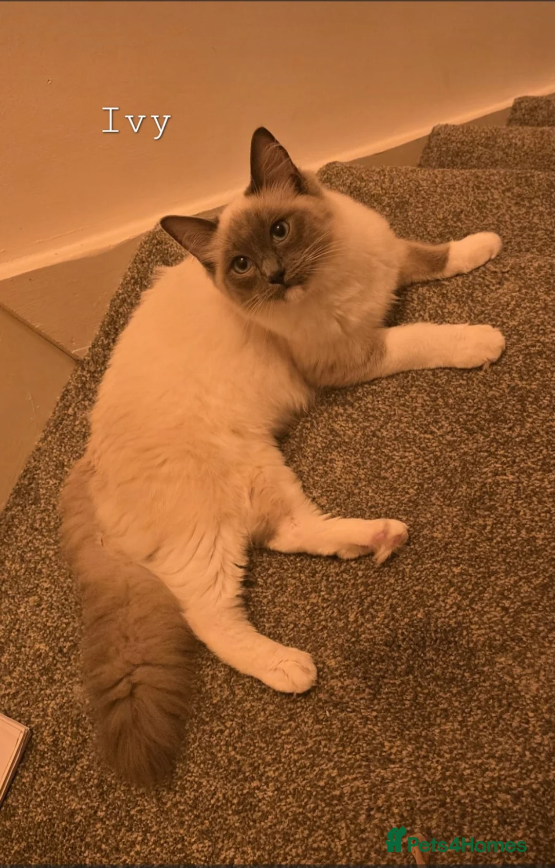 Ragdoll cats for sale: 5 Beautiful Ragdolls  - Advert 4