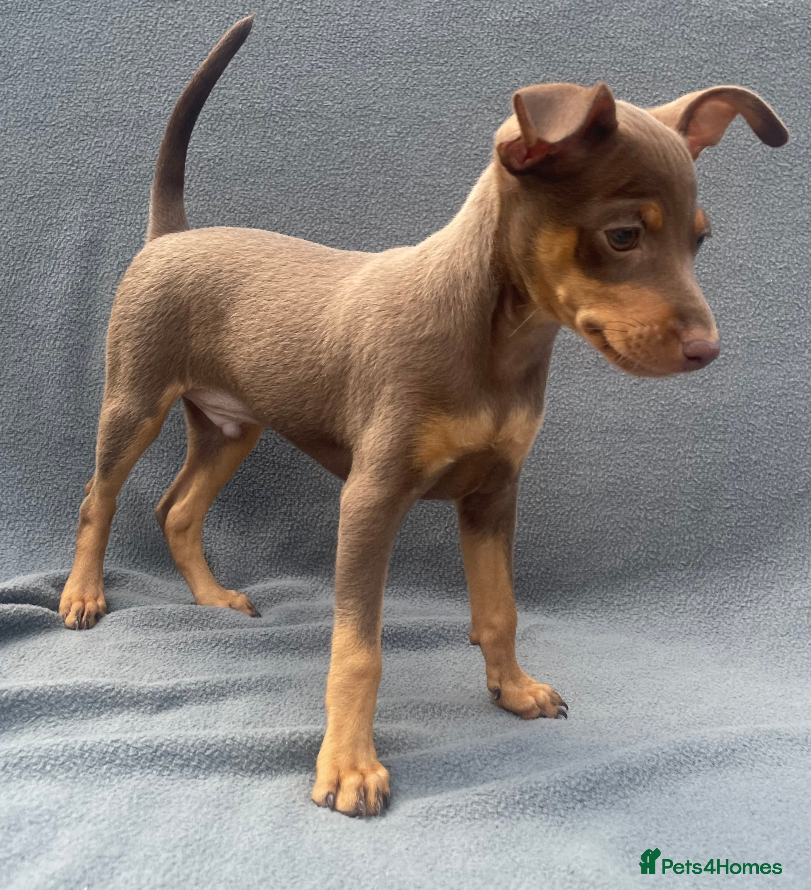 mini doberman pinscher for sale