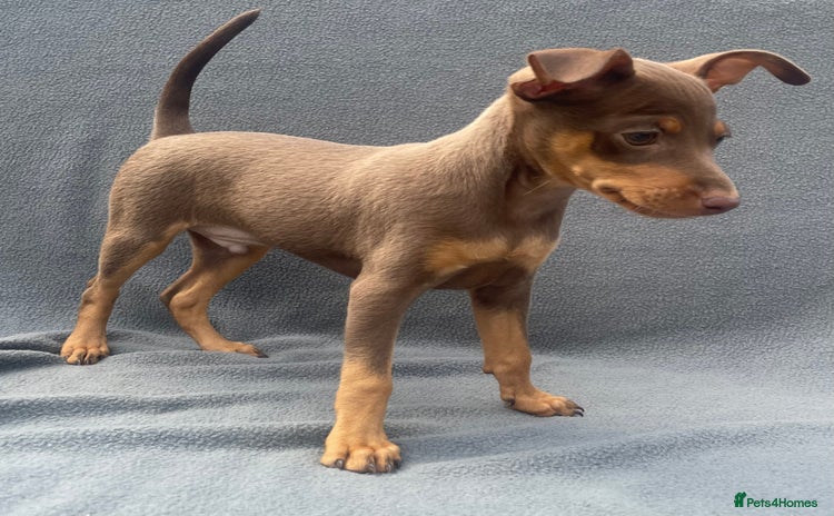 Miniature Pinscher dogs - Advert 2