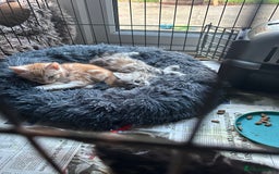 Mixed Breed cats for sale: Stunning fluffy and short haired ready now  - Image 16