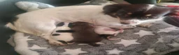 Chihuahua dogs for sale: Beautiful puppies for sale in Diss - Advert 2
