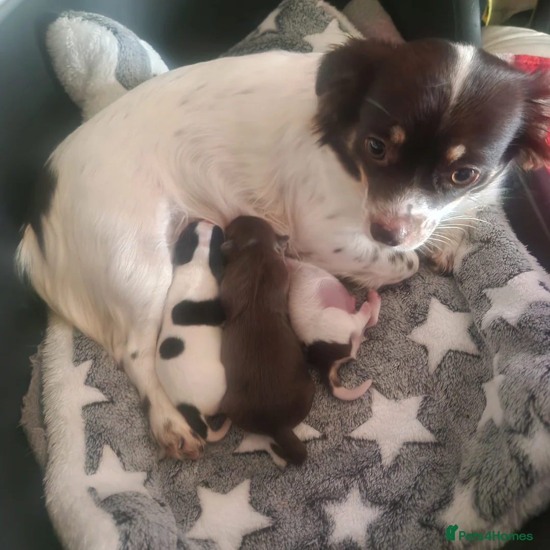 Chihuahua dogs for sale: Beautiful puppies for sale in Diss - Advert 2