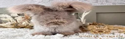 Angora rabbits for sale: Beautiful Adult Angoras Available  - Advert 5