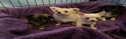 Chihuahua dogs for sale: chihuahua puppies - Advert 12