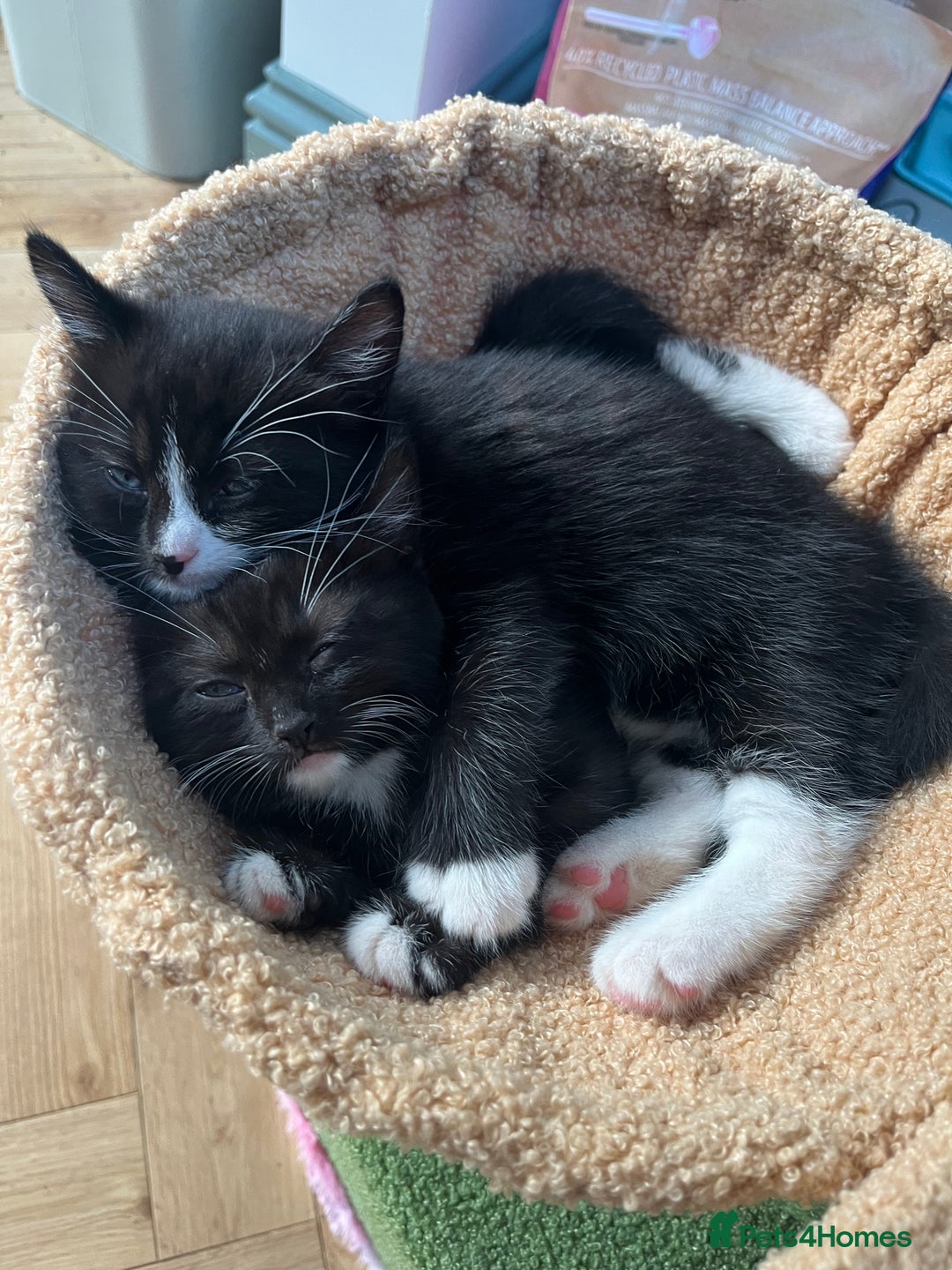 Mixed Breed cats for sale: Ragdoll cross - Image 10