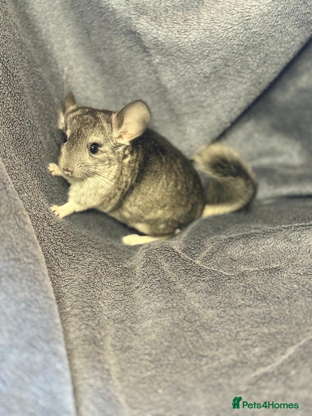 Chinchilla rodents for sale: Beautiful & Friendly Baby Chinchillas  - Image 2