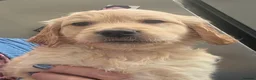 Golden Retriever dogs for sale: Selective litter from health tested parents - Advert 36