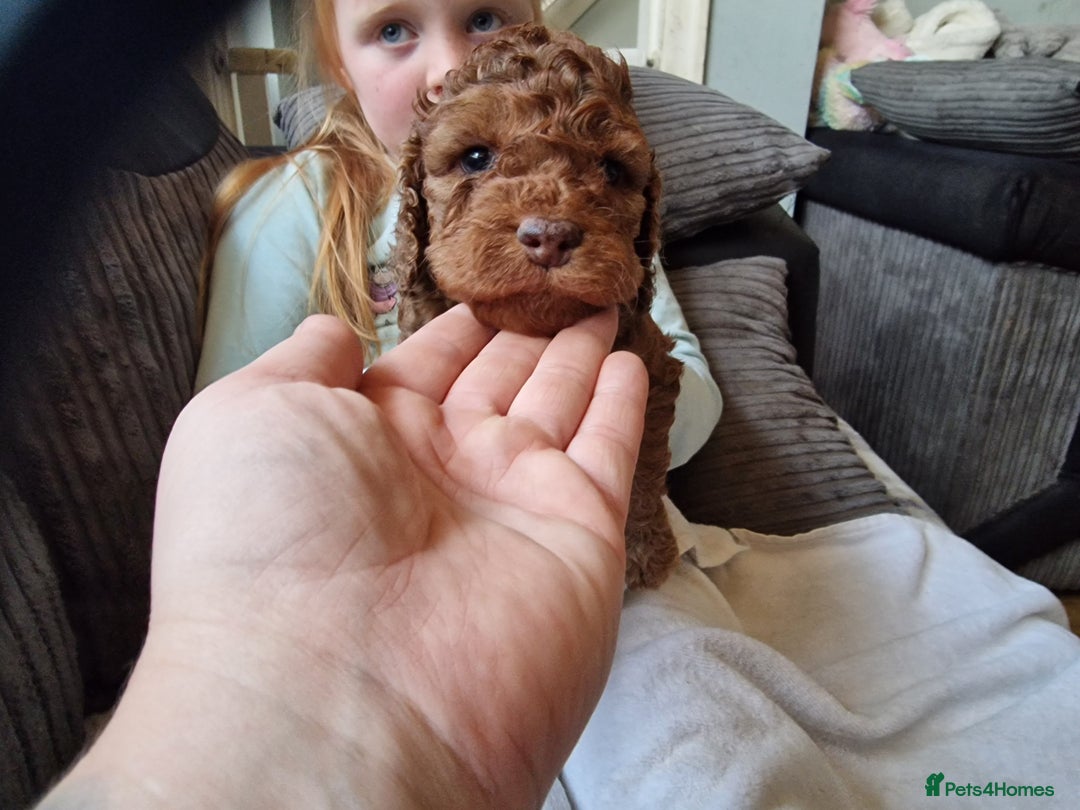 Cockapoo dogs for sale: red sable merle boy left 💜 - Image 29