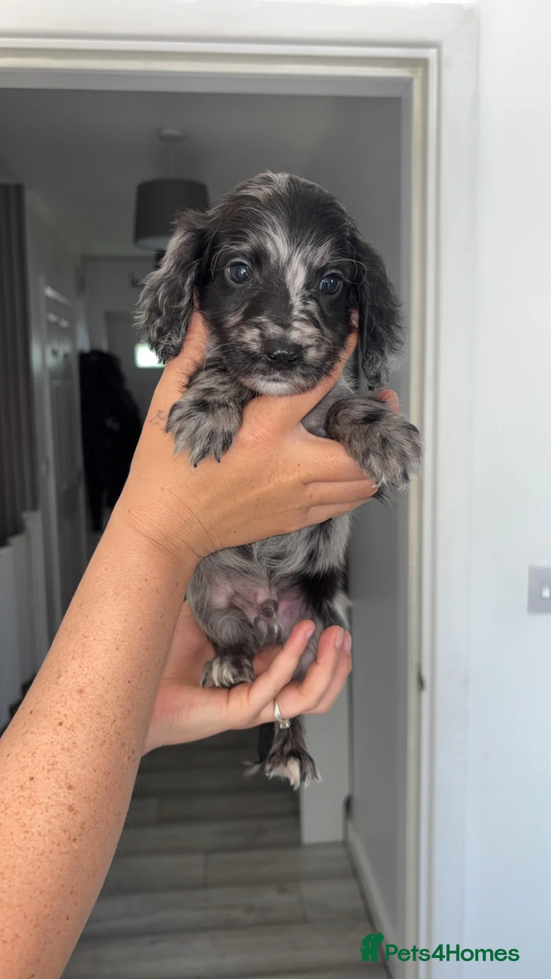 Cockapoo dogs for sale: 10 beautiful cockapoo puppies - Advert 2