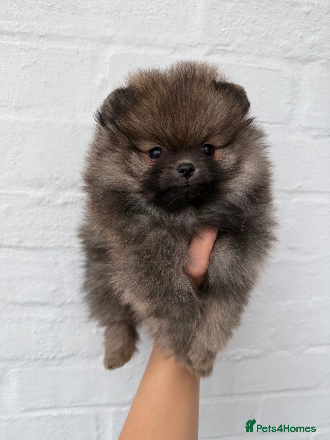 Pomeranian dogs for sale: BEAUTIFUL MALE POMERANIAN PUPPY  - Advert 2