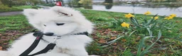 Samoyed dogs for sale: 5month Old Samoyed in Merthyr Tydfil - Advert 35