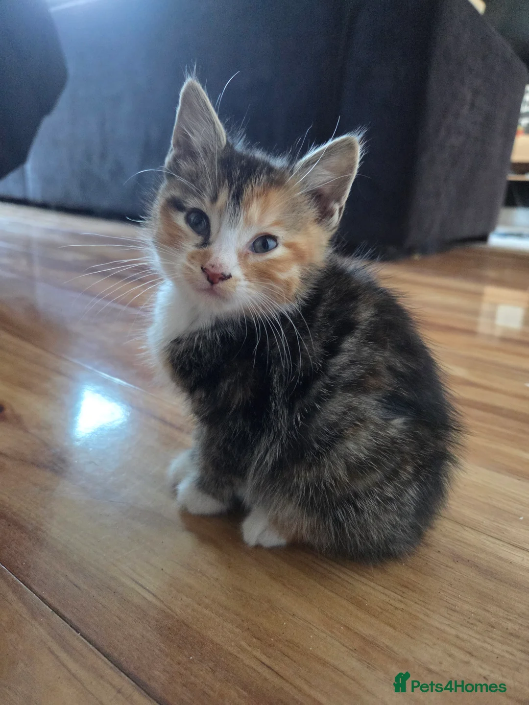 Mixed Breed cats for sale: Kittens for sale - Advert 2