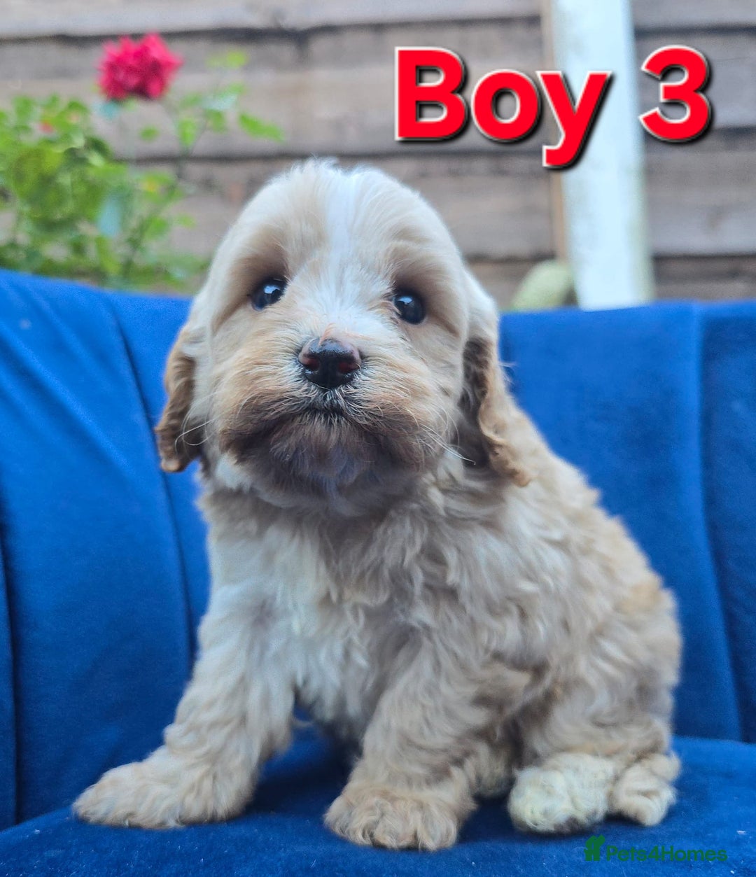 Cavapoo dogs for sale: Health Tested Quality F1 Cavapoo Puppies.  - Advert 19