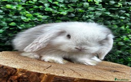 Mini Lop rabbits for sale: 🌟 PUREBRED MINI LOP BABIES 🌟 - Image 10