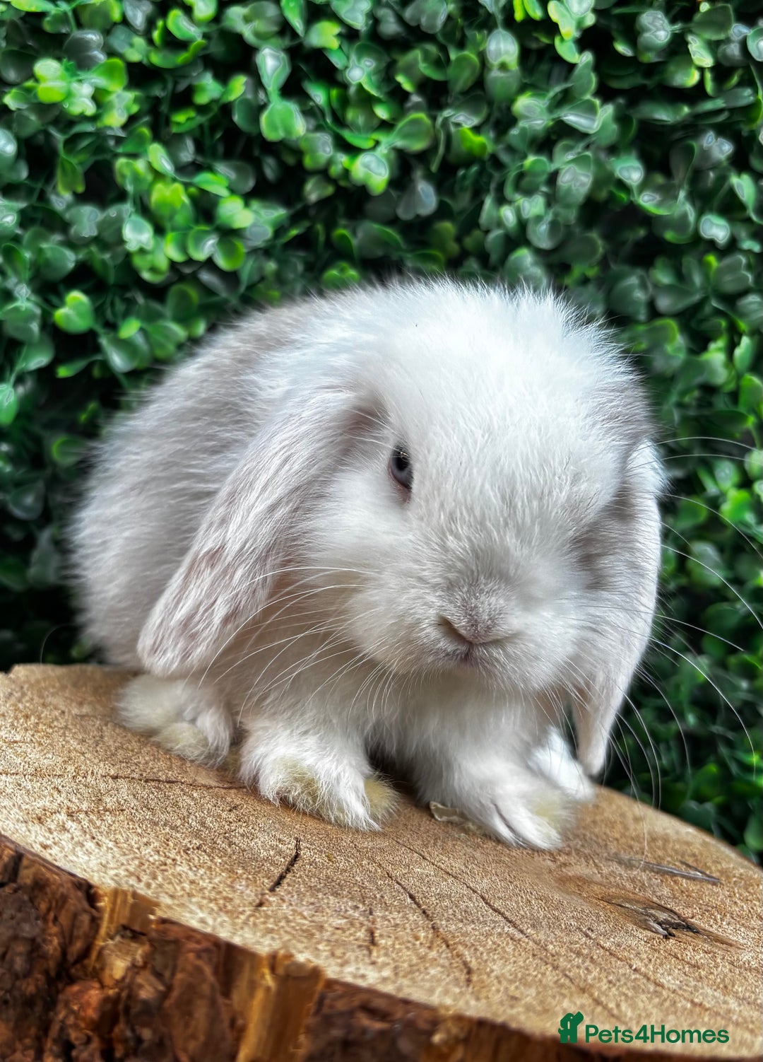 Mini Lop rabbits for sale: 🌟 PUREBRED MINI LOP BABIES 🌟 - Image 10