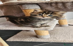 Domestic Shorthair cats for sale: Tabby kittens for sale - Image 4